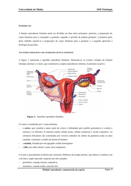 Fisiologia do sistema reprodutor feminino - UFF