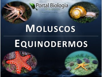 Filo Mollusca e Echinodermata_SLIDES - Portal Biologia Interativa