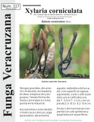 Xylaria corniculata - Funga Veracruzana