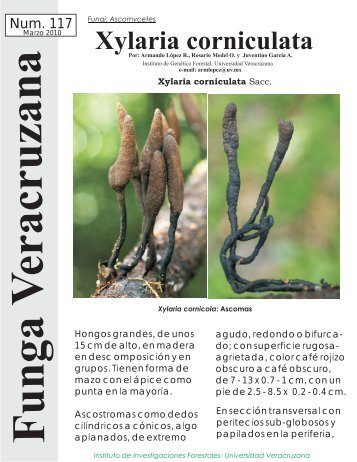 Xylaria corniculata - Funga Veracruzana