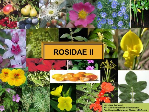 Rosidae II (Presentación 2012) - Facultad de Ciencias Naturales y ...