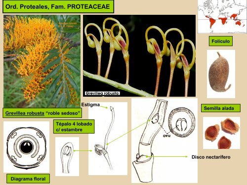 Rosidae II (Presentación 2012) - Facultad de Ciencias Naturales y ...