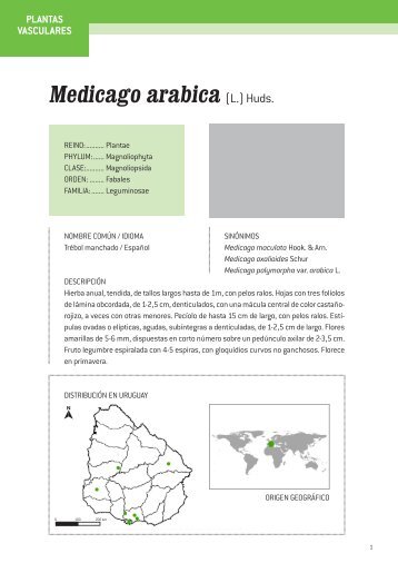Medicago arabica (L.) Huds.