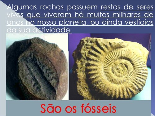 Os fósseis e a História da Terra - Portefolionaturas.net