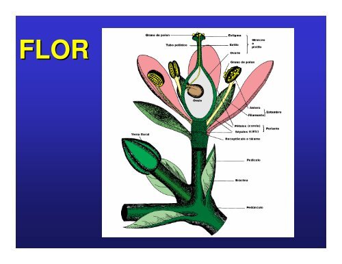 Flor-fruto