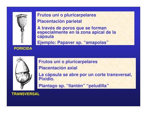 Flor-fruto