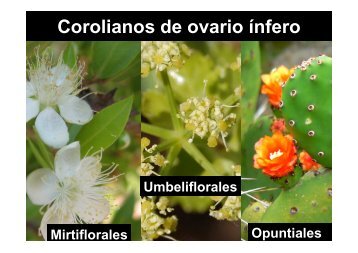 Clase 10.1 - Corolianos de ovario ínfero