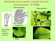 Filotaxia e Morfologia Foliar - Departamento de Biologia - UFC