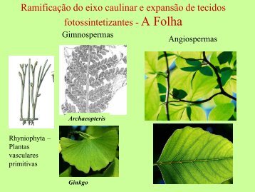 Filotaxia e Morfologia Foliar - Departamento de Biologia - UFC