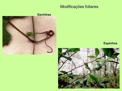 Filotaxia e Morfologia Foliar - Departamento de Biologia - UFC