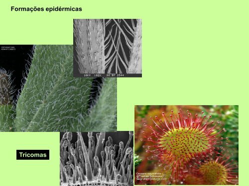 Filotaxia e Morfologia Foliar - Departamento de Biologia - UFC