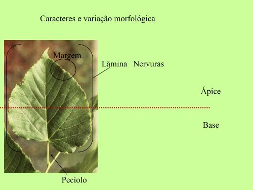 Filotaxia e Morfologia Foliar - Departamento de Biologia - UFC