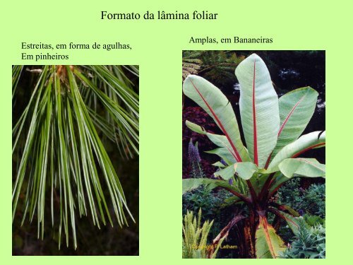 Filotaxia e Morfologia Foliar - Departamento de Biologia - UFC