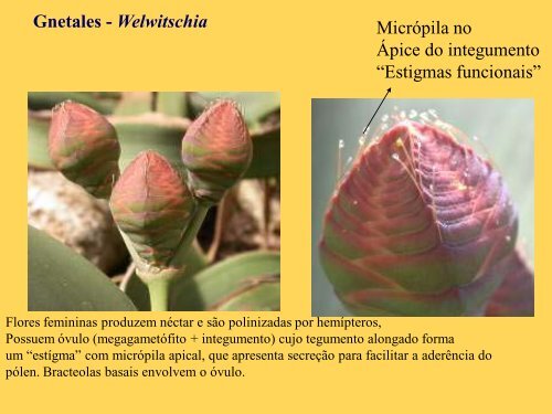 Origem e evolução das Angiospermas - Departamento de Biologia ...