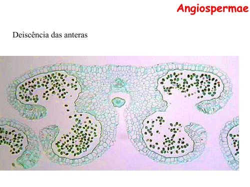 Origem e evolução das Angiospermas - Departamento de Biologia ...