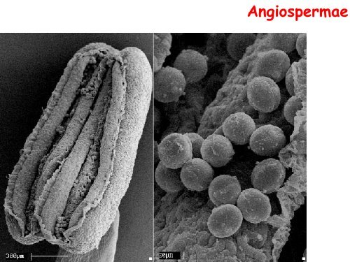 Origem e evolução das Angiospermas - Departamento de Biologia ...