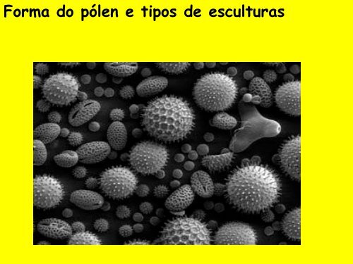 Origem e evolução das Angiospermas - Departamento de Biologia ...