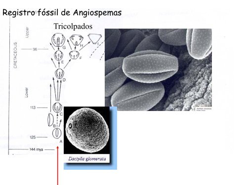 Origem e evolução das Angiospermas - Departamento de Biologia ...