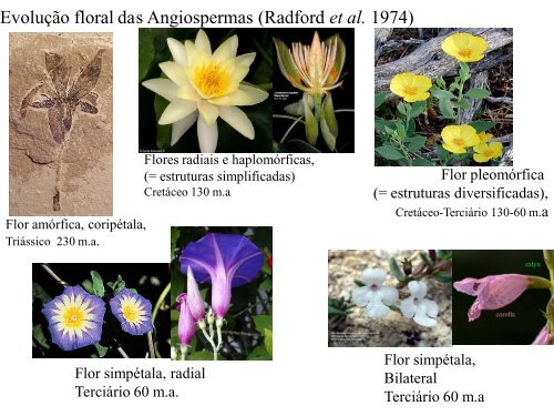 Origem e evolução das Angiospermas - Departamento de Biologia ...