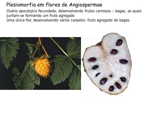 Origem e evolução das Angiospermas - Departamento de Biologia ...