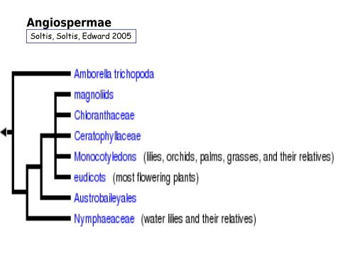 Origem e evolução das Angiospermas - Departamento de Biologia ...