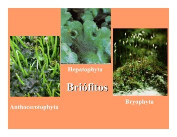 Briófitos - DBI