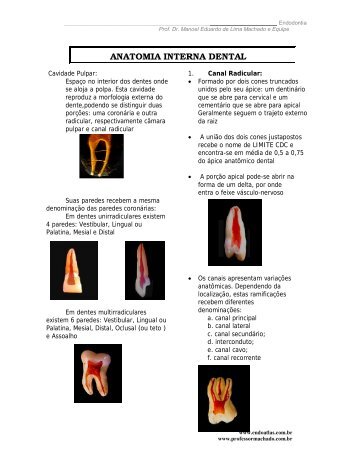 ANATOMIA INTERNA DENTAL - Endoatlas.com.br