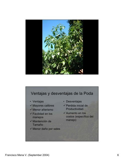 Poda en Paltos (PRESENTACIÓN) - Avocadosource.com