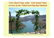 THE GRAFTING AND TOP-GRAFTING of vines by the T-Bud ... - advid