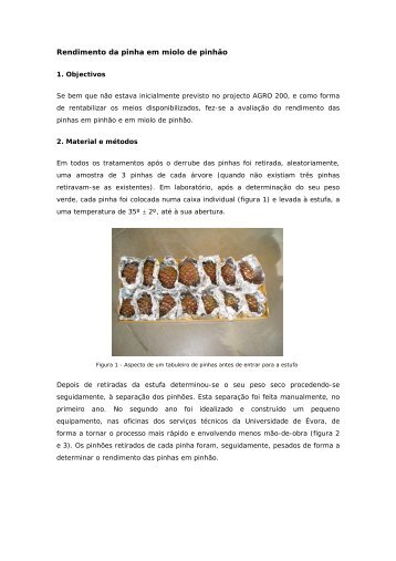 Rendimento da pinha em miolo de pinhão - Universidade de Évora