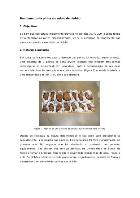 Rendimento da pinha em miolo de pinhão - Universidade de Évora