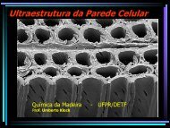 Ultraestrutura da parede Celular