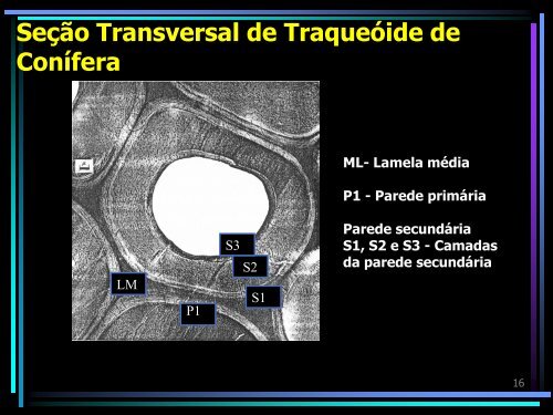 Ultraestrutura da parede Celular