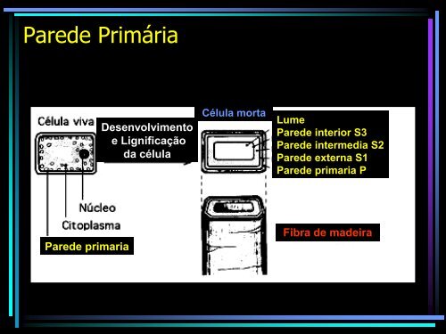 Ultraestrutura da parede Celular