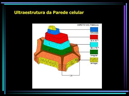 Ultraestrutura da parede Celular