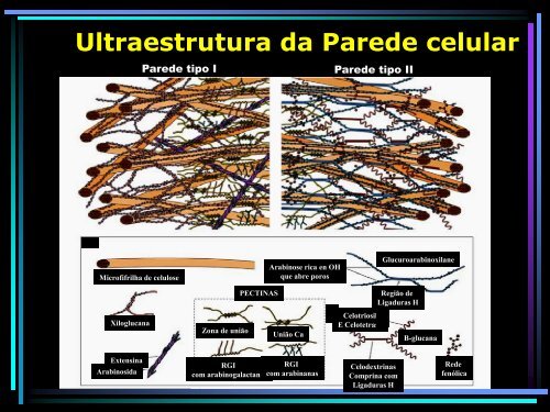 Ultraestrutura da parede Celular