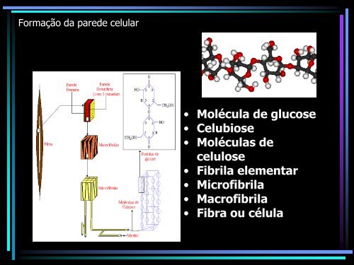 Ultraestrutura da parede Celular