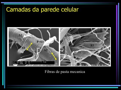 Ultraestrutura da parede Celular