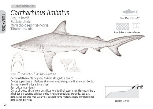 Guia de identificação das principais espécies de raias e tubarões do ...