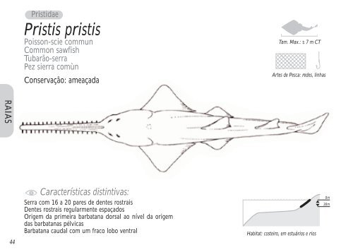 Guia de identificação das principais espécies de raias e tubarões do ...