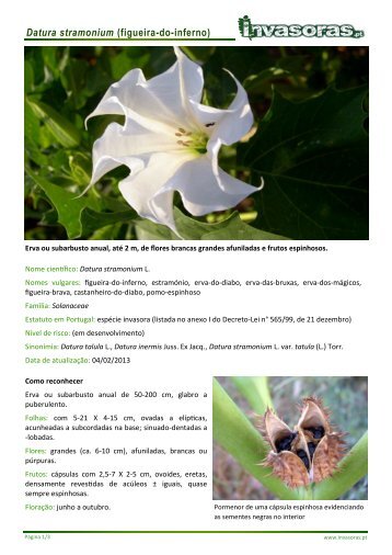 Datura stramonium (figueira-do-inferno) - Plantas invasoras em ...