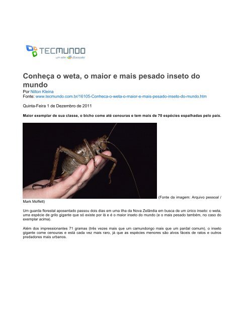 Conheça o weta, o maior e mais pesado inseto do mundo - TecMundo