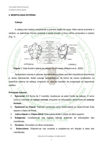 2. morfologia externa - Entomologia.ufam.edu.br