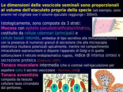 Fisiologia della via seminale distale