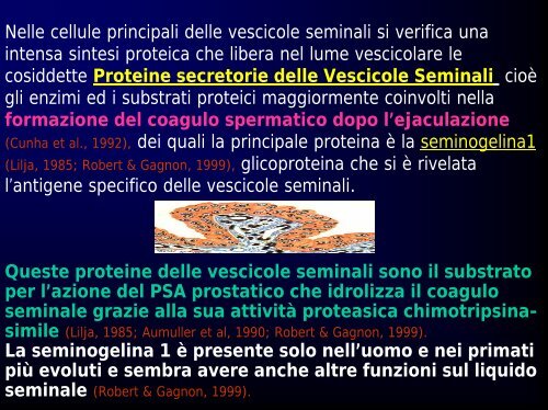 Fisiologia della via seminale distale