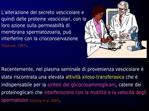 Fisiologia della via seminale distale