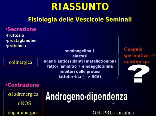 Fisiologia della via seminale distale