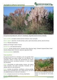 Cortaderia selloana (penachos) - Plantas invasoras em Portugal ...