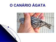 O CANÁRIO ÁGATA - Clube Sano