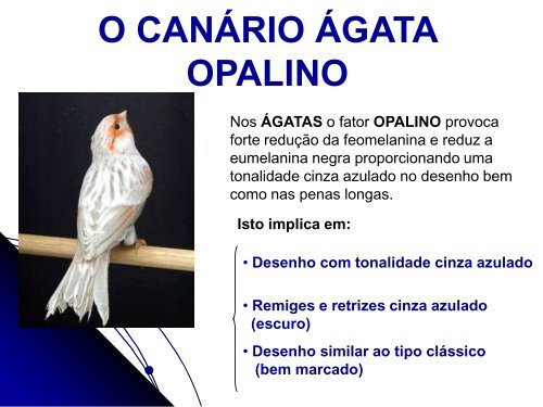 O CANÁRIO ÁGATA - Clube Sano